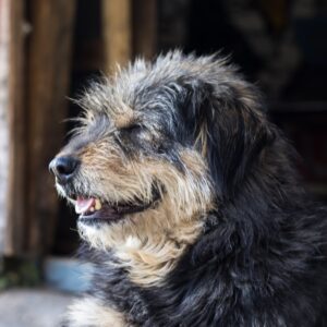 a black and brown dog sitting on top of a sidewalk