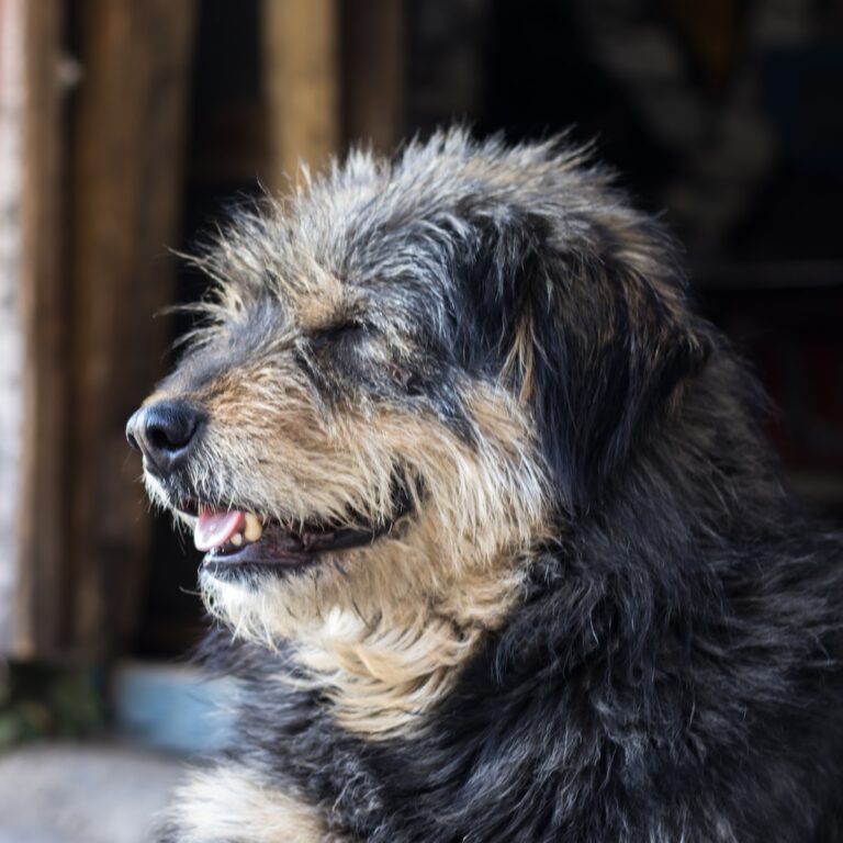 Robot Vacuum For Pet Hair: A Comprehensive Guide to Robot Vacuums for Furry Friends