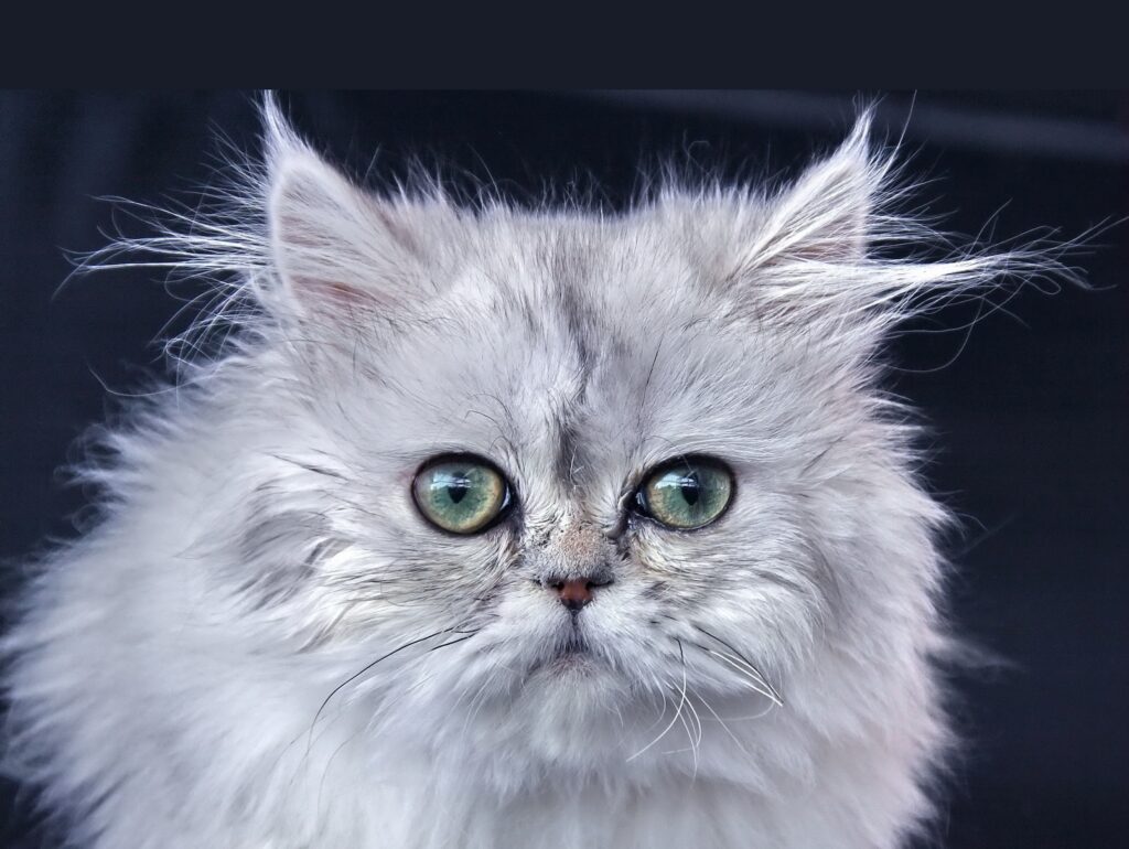 white and gray long fur cat