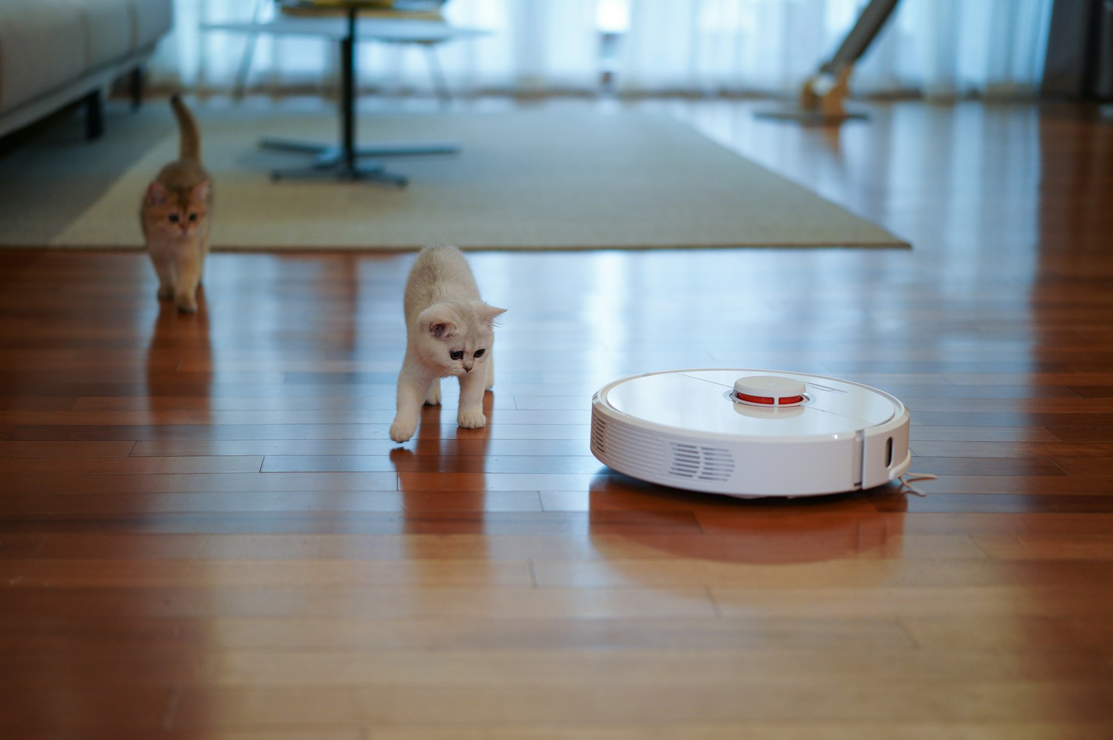 white short coated small dog on brown wooden floor top 3 best affordable robot vacuums